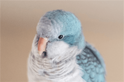 Thumbnail for Introduction to Text Parsing in C# using Parakeet